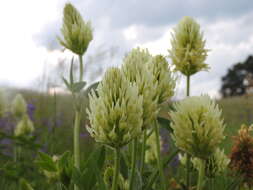 Plancia ëd Trifolium pannonicum Jacq.