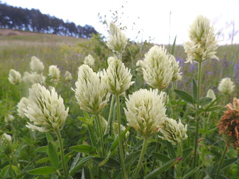 Image of Hungarian clover