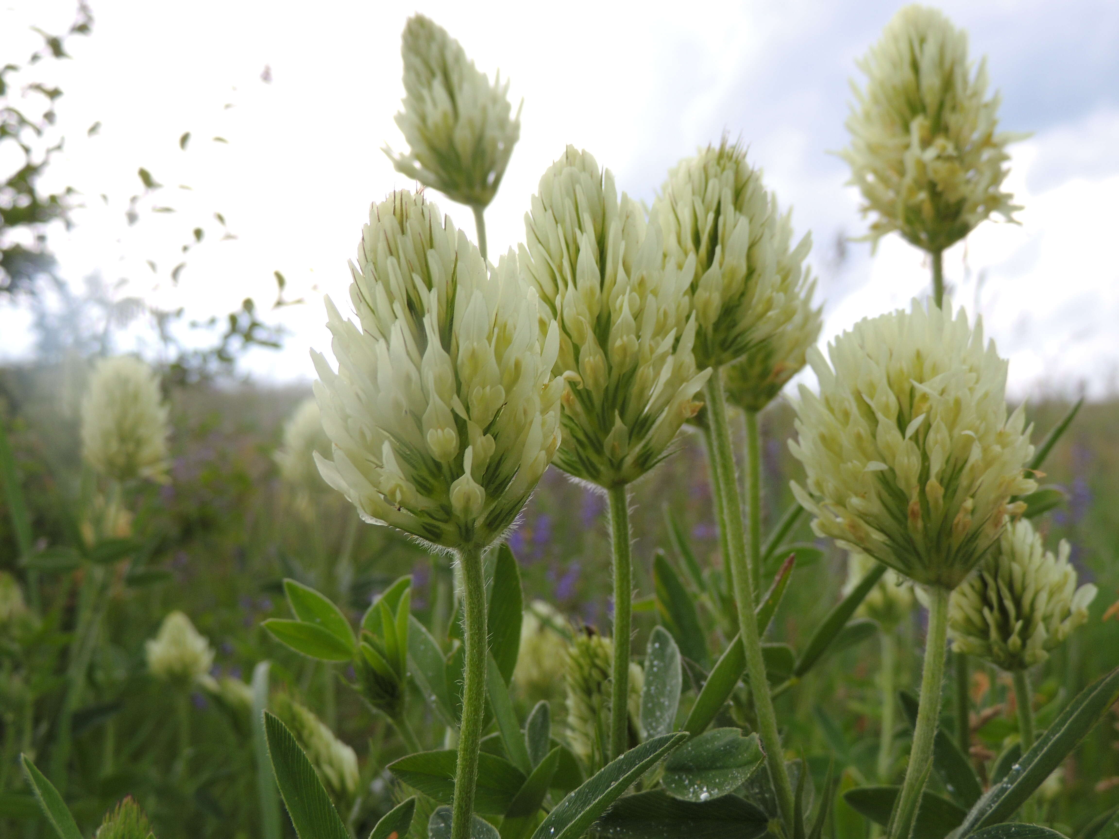 Imagem de Trifolium pannonicum Jacq.