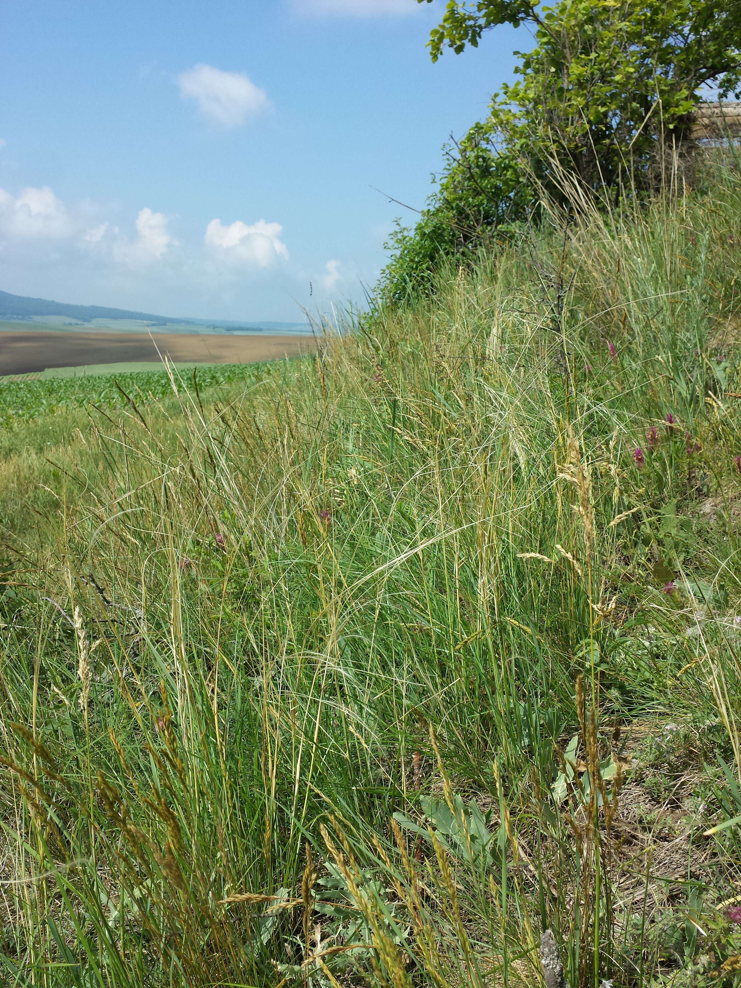 Image of European feather grass