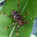 Image of Acanthoderes rubripes Bates 1872