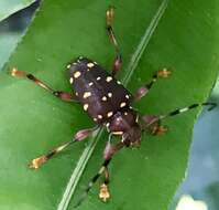 Image of Acanthoderes rubripes Bates 1872