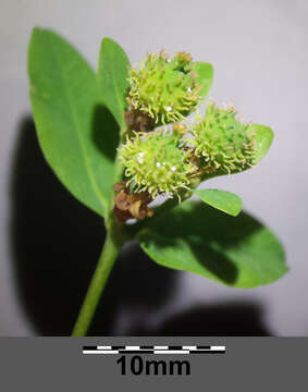 Image of cushion spurge