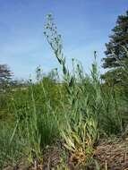 Imagem de Camelina microcarpa Andrz. ex DC.