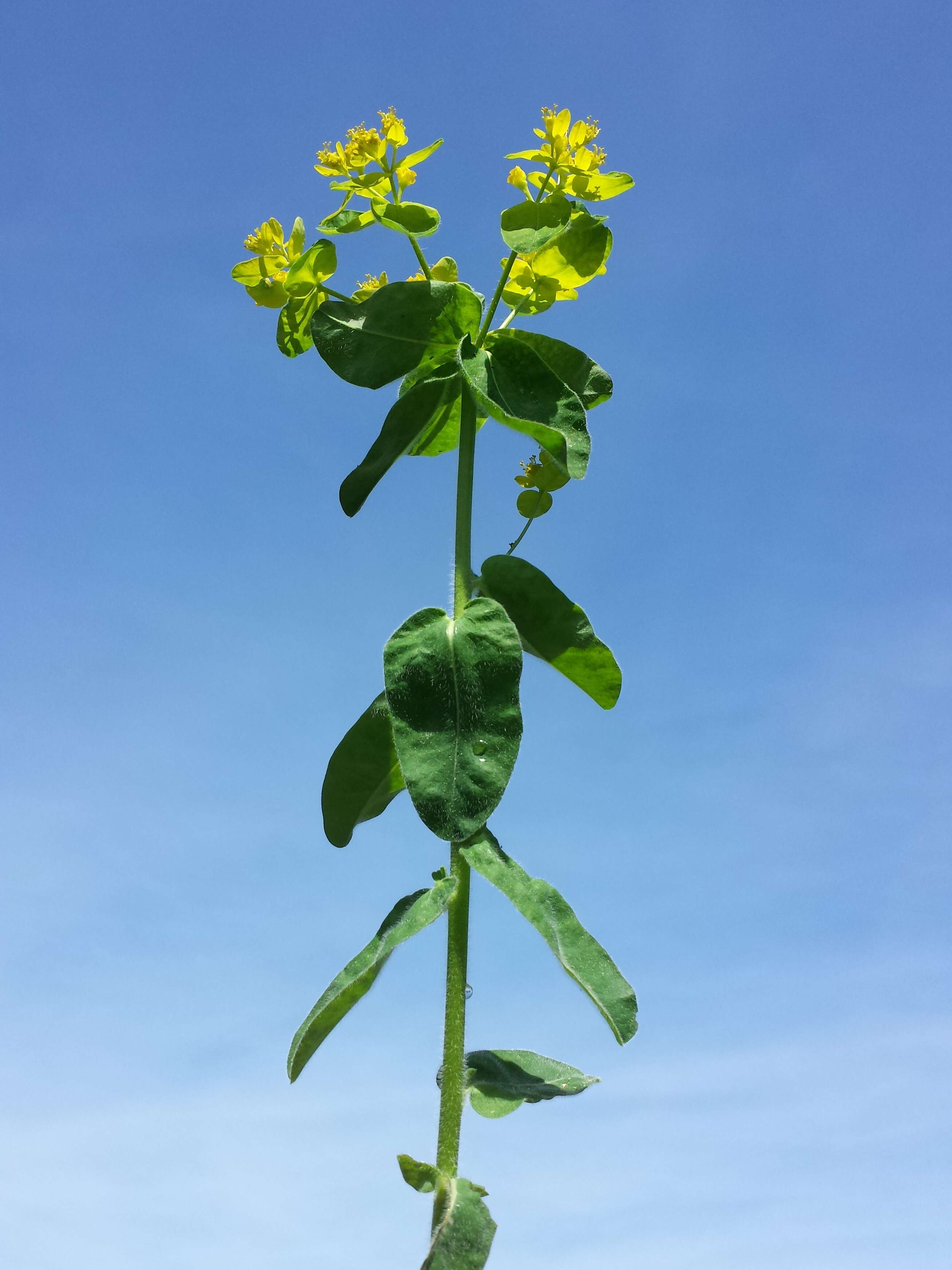 Image of cushion spurge