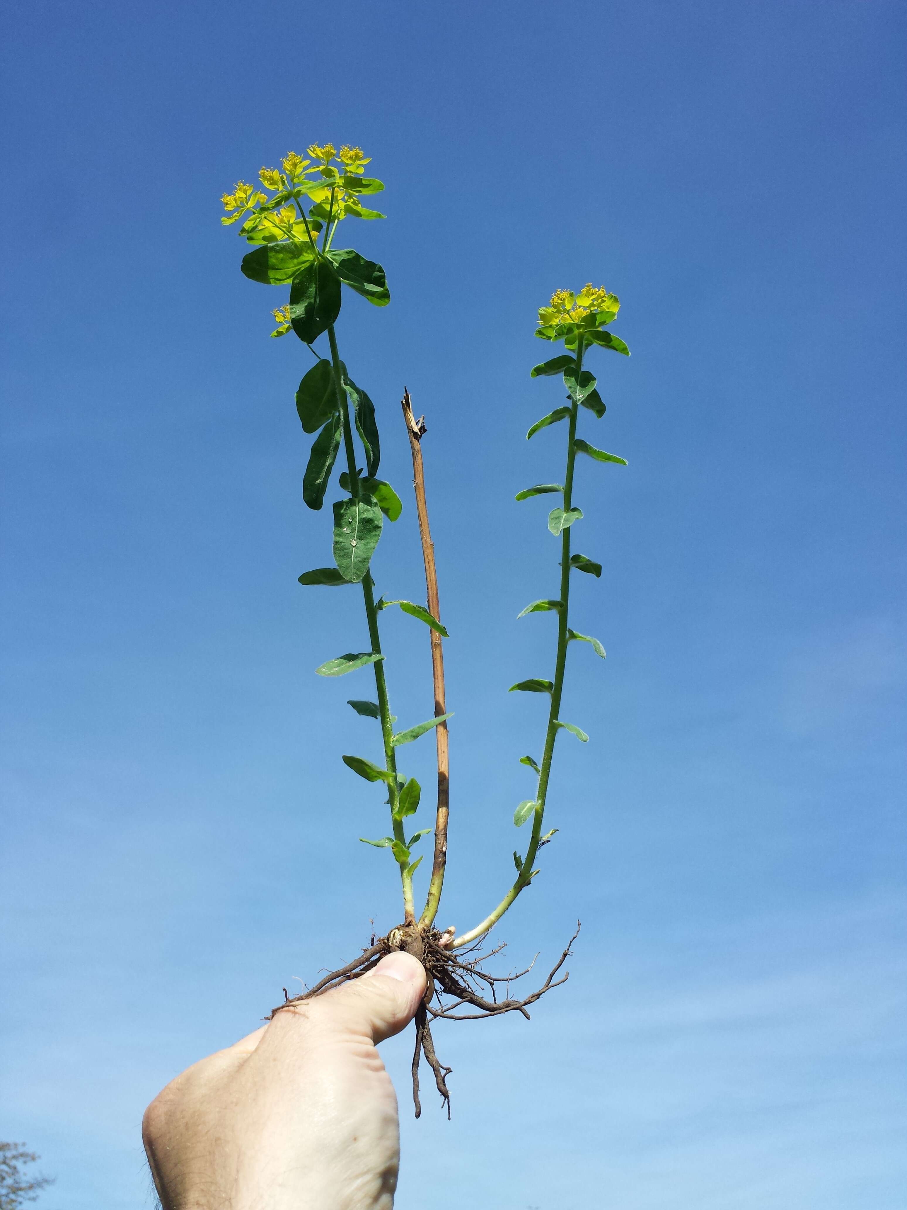 Image of cushion spurge