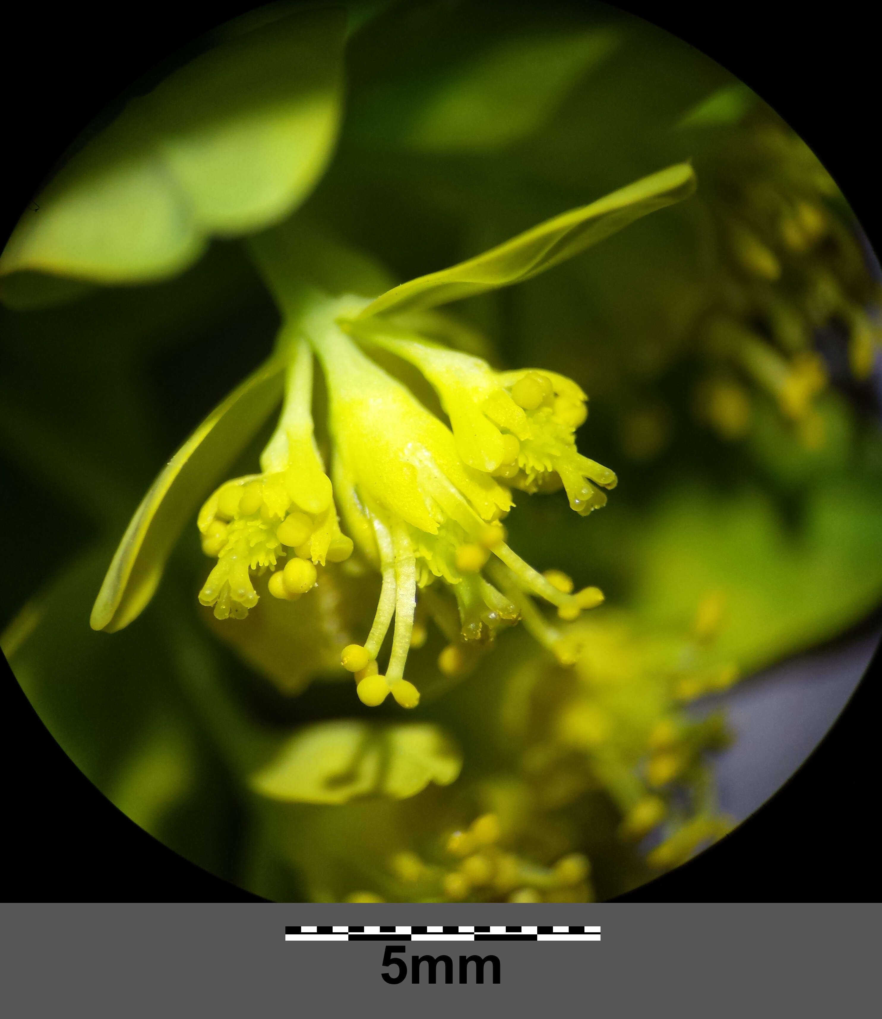 Image of cushion spurge