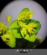 Euphorbia epithymoides L. resmi