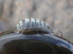 Image de Chiton glaucus Gray 1828