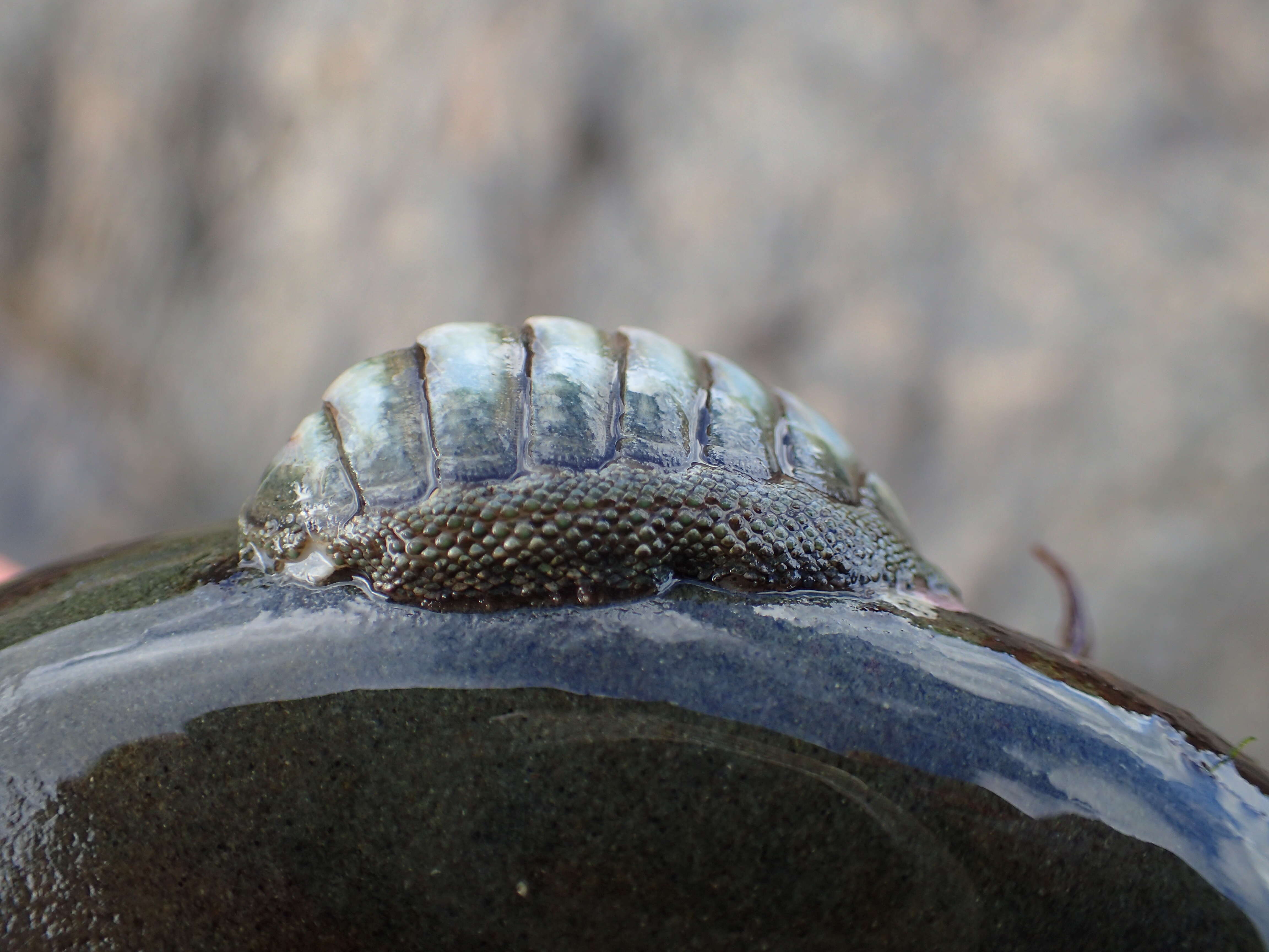 Image de Chiton glaucus Gray 1828