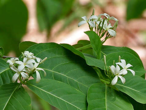 Image of Bitter Oleander