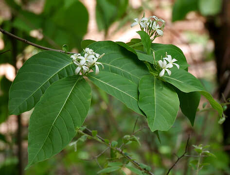 Image of Bitter Oleander