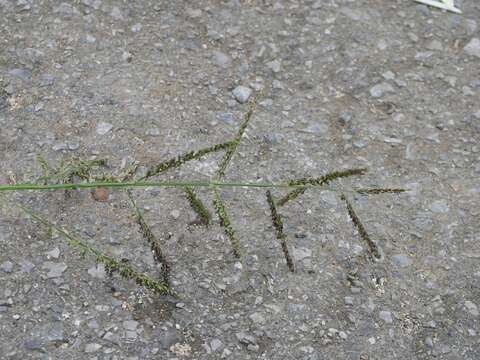 Plancia ëd Brachiaria mutica (Forssk.) Stapf