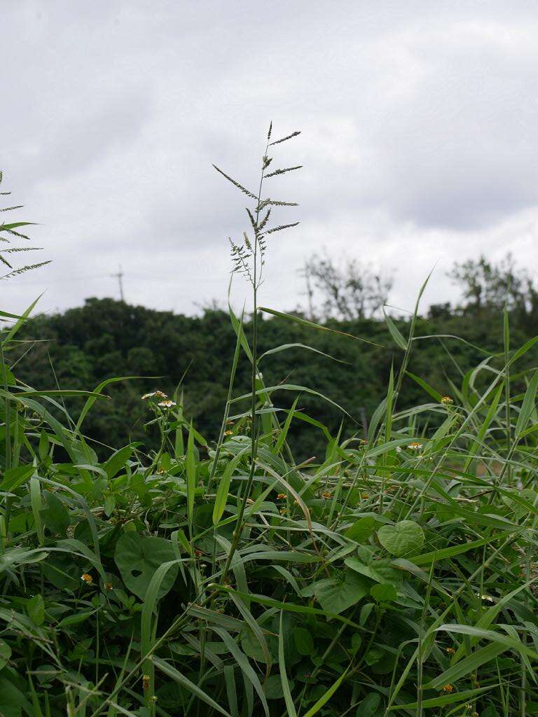 Plancia ëd Brachiaria mutica (Forssk.) Stapf