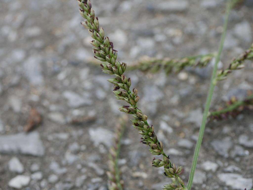 Plancia ëd Brachiaria mutica (Forssk.) Stapf