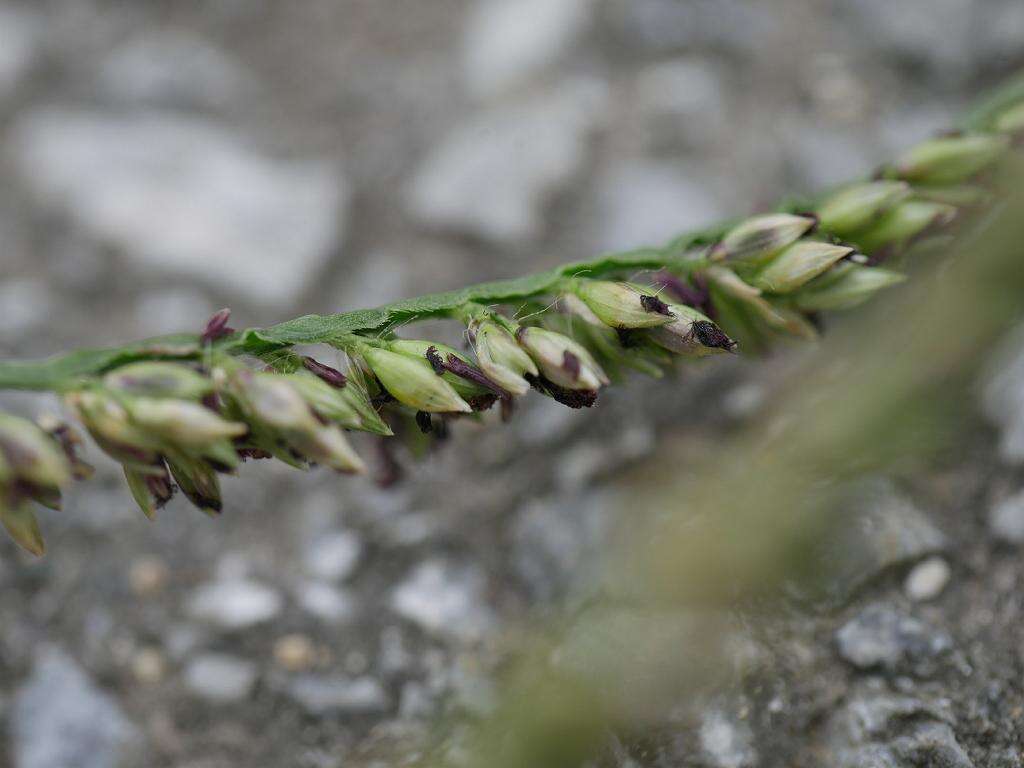 Plancia ëd Brachiaria mutica (Forssk.) Stapf