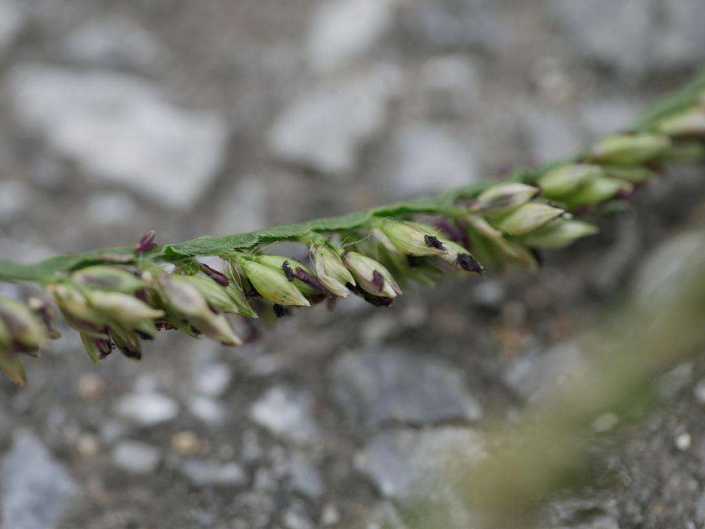 Plancia ëd Brachiaria mutica (Forssk.) Stapf