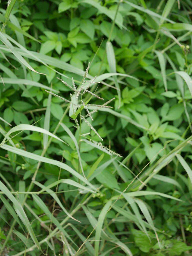 Plancia ëd Brachiaria mutica (Forssk.) Stapf