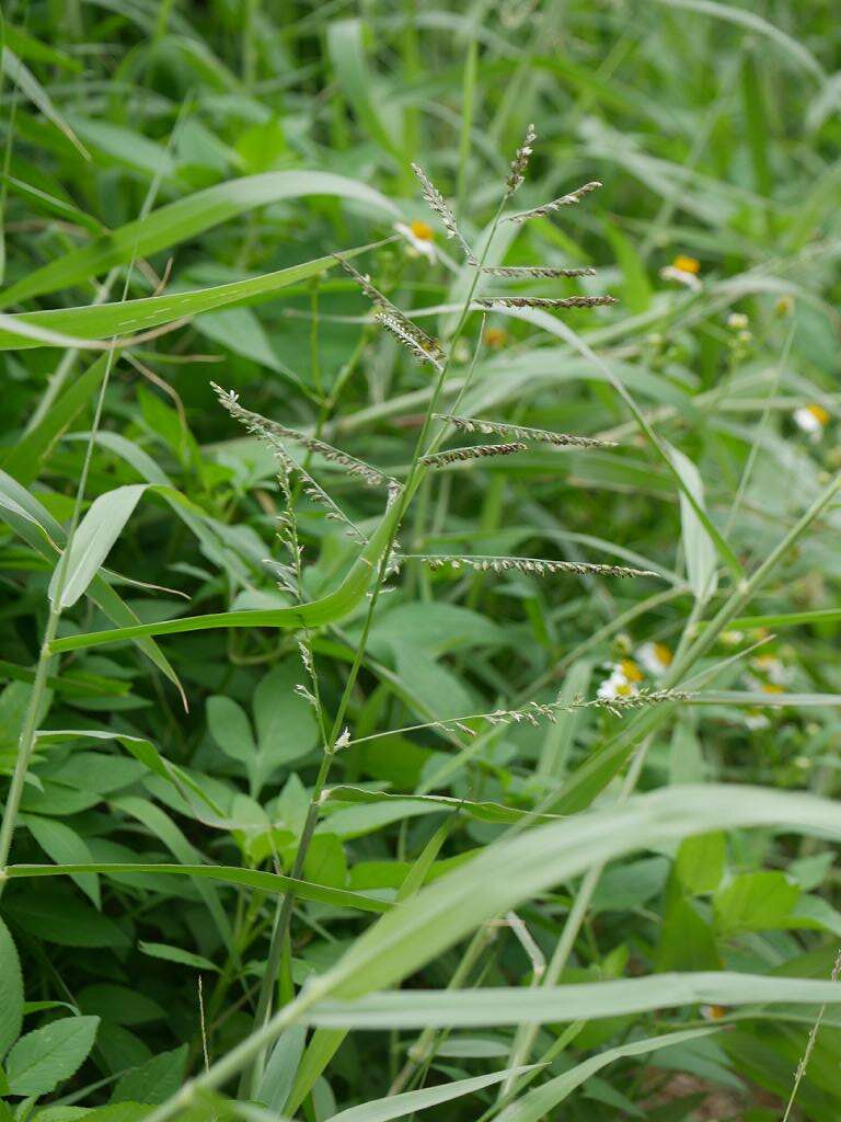 Plancia ëd Brachiaria mutica (Forssk.) Stapf