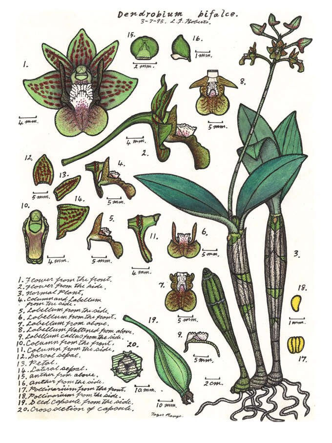 Sivun Dendrobium bifalce Lindl. kuva