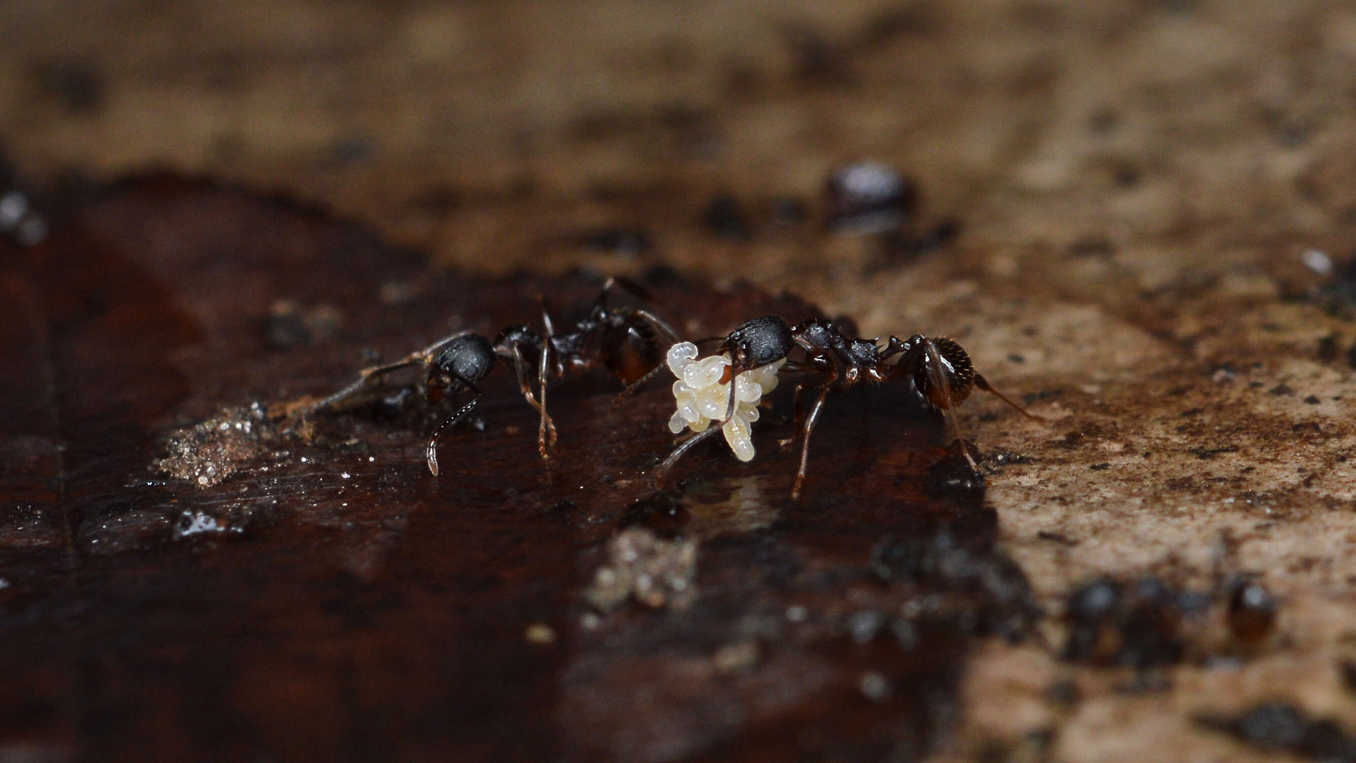 Image of Aphaenogaster picea (Wheeler 1908)