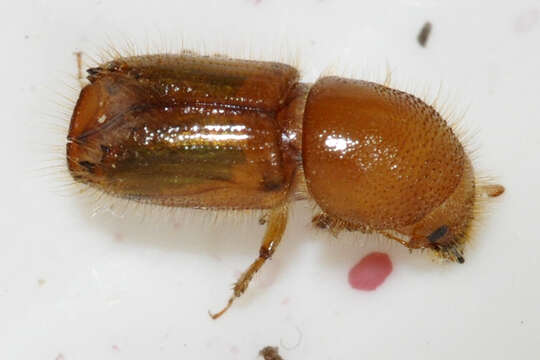 Image of european spruce bark beetle