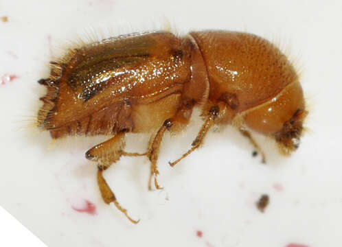 Image of european spruce bark beetle