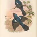 Image of Drongo Fantail