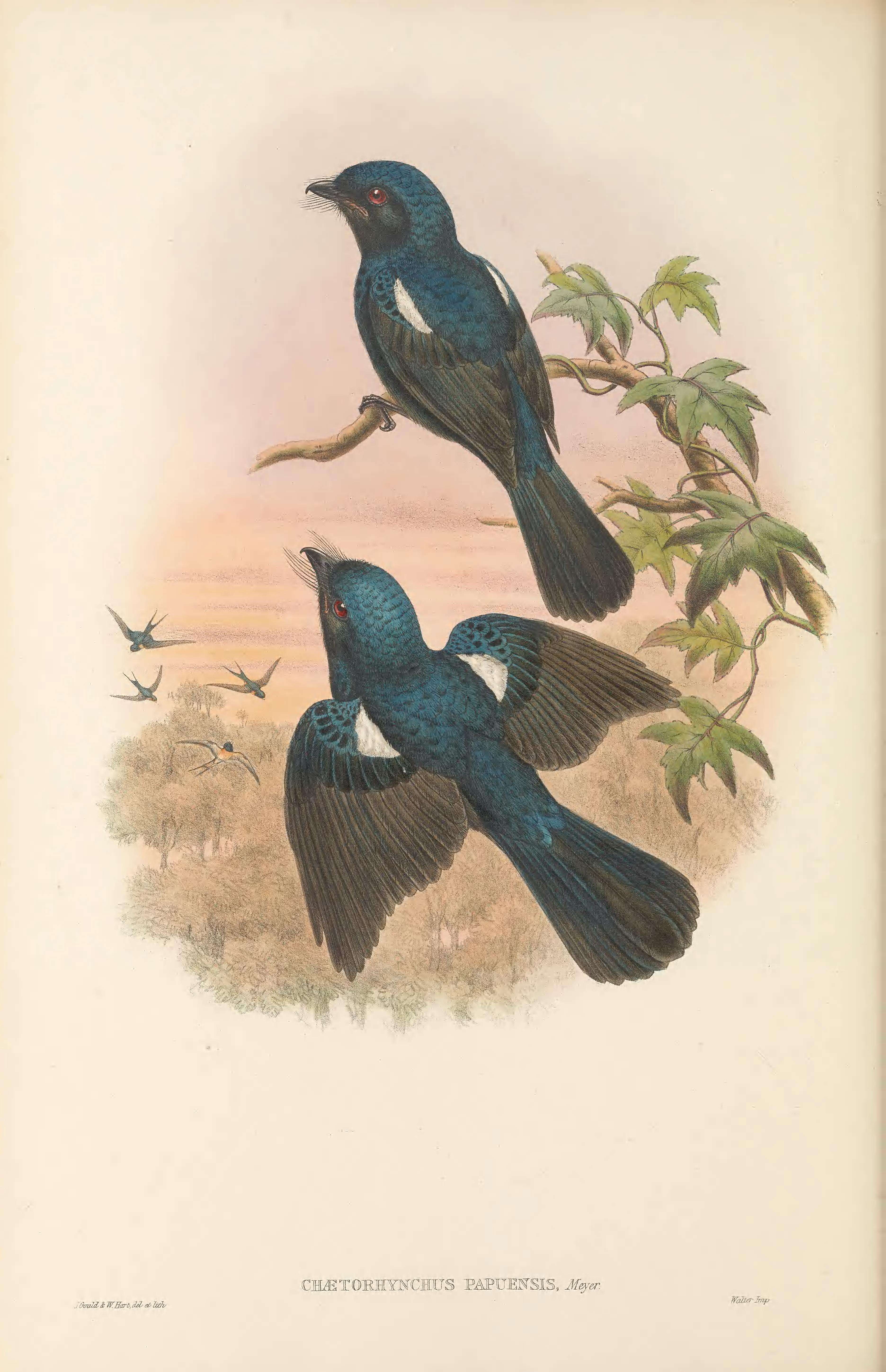 Imagem de Chaetorhynchus Meyer & AB 1874