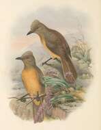 Pitohui cerviniventris (Gray & GR 1862)的圖片