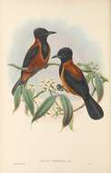 Pitohui uropygialis (Gray & GR 1862)的圖片