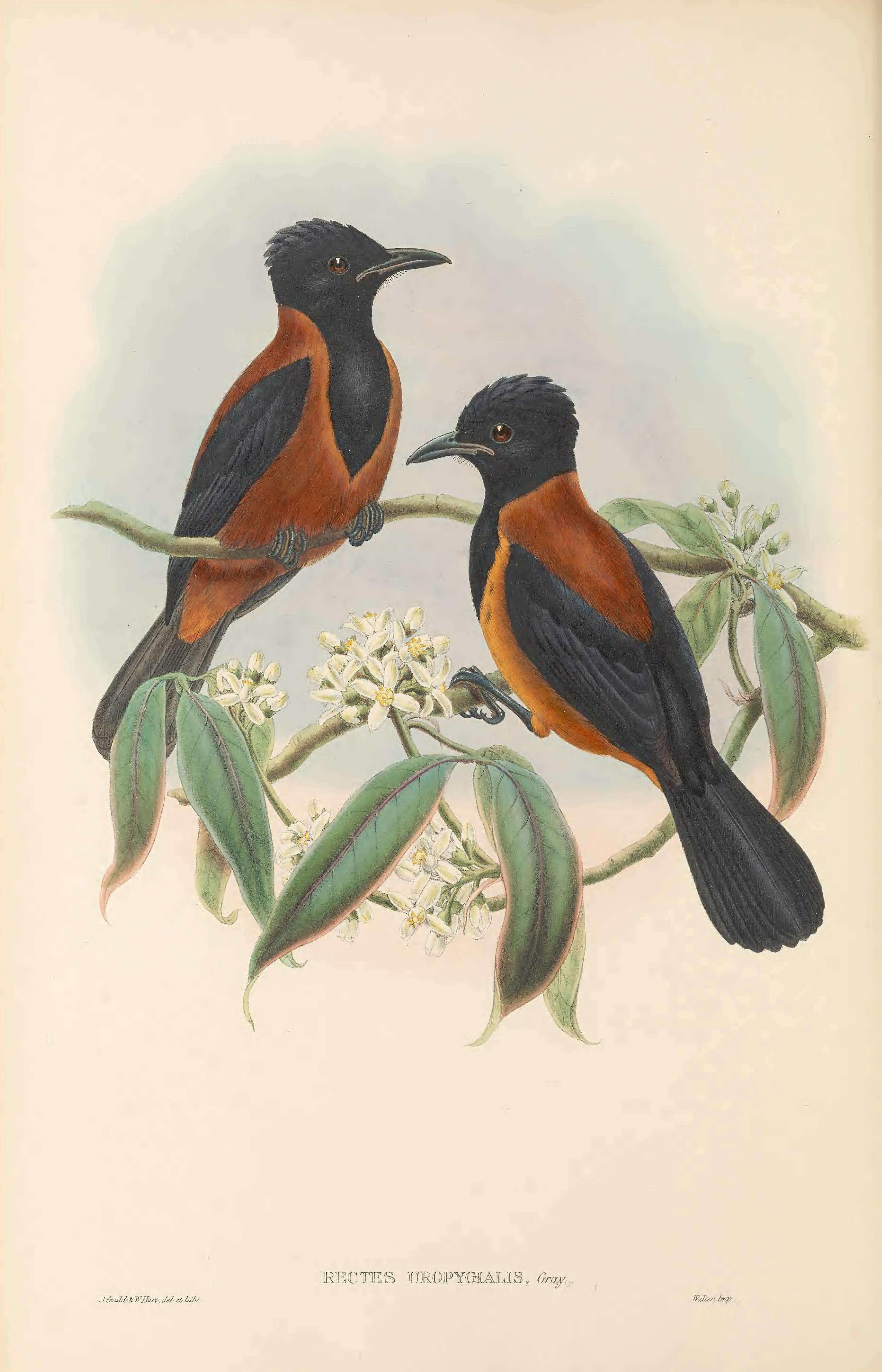 Pitohui uropygialis (Gray & GR 1862)的圖片