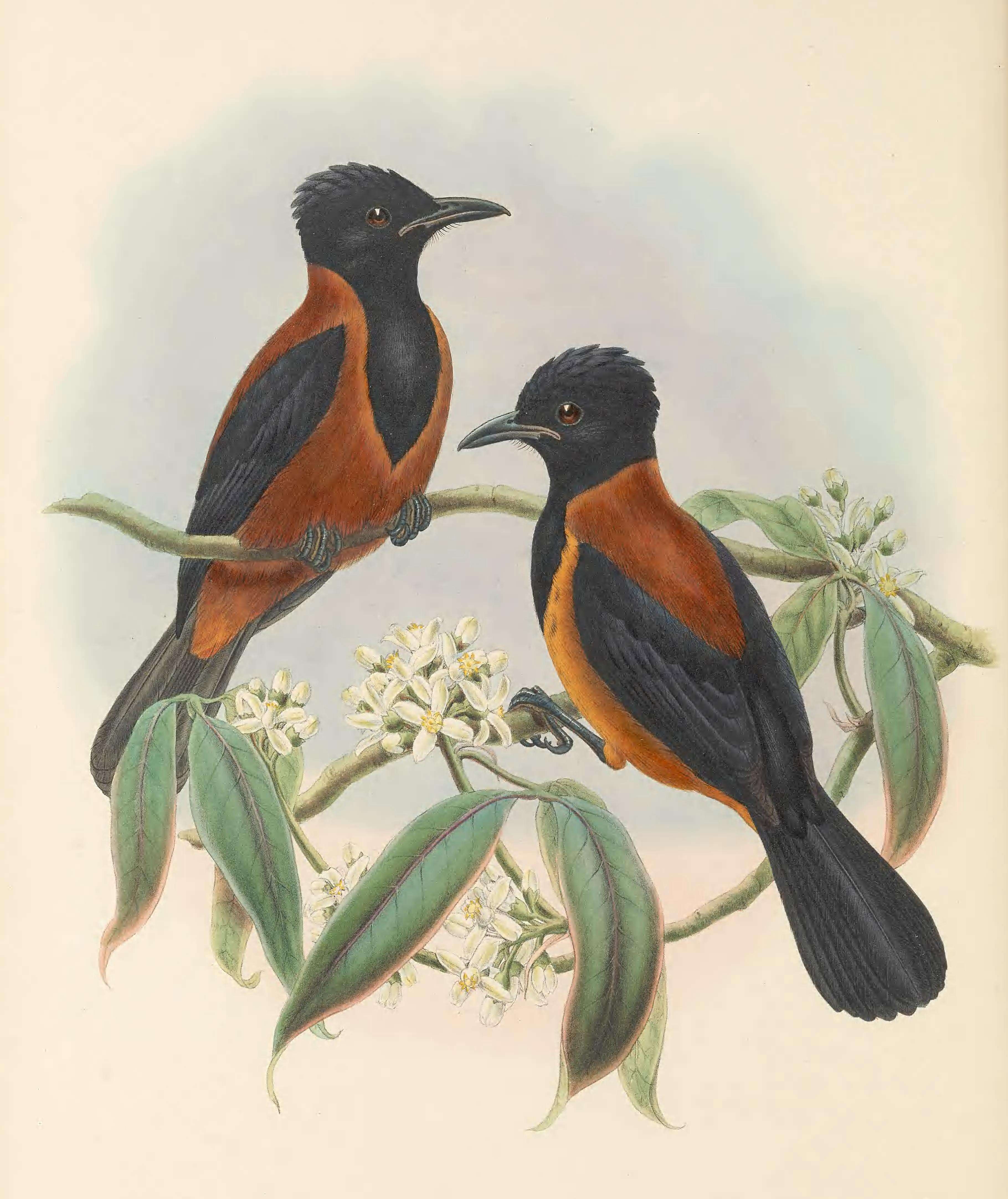 Pitohui uropygialis (Gray & GR 1862)的圖片