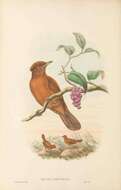 Pitohui kirhocephalus (Lesson, R & Garnot 1827)的圖片