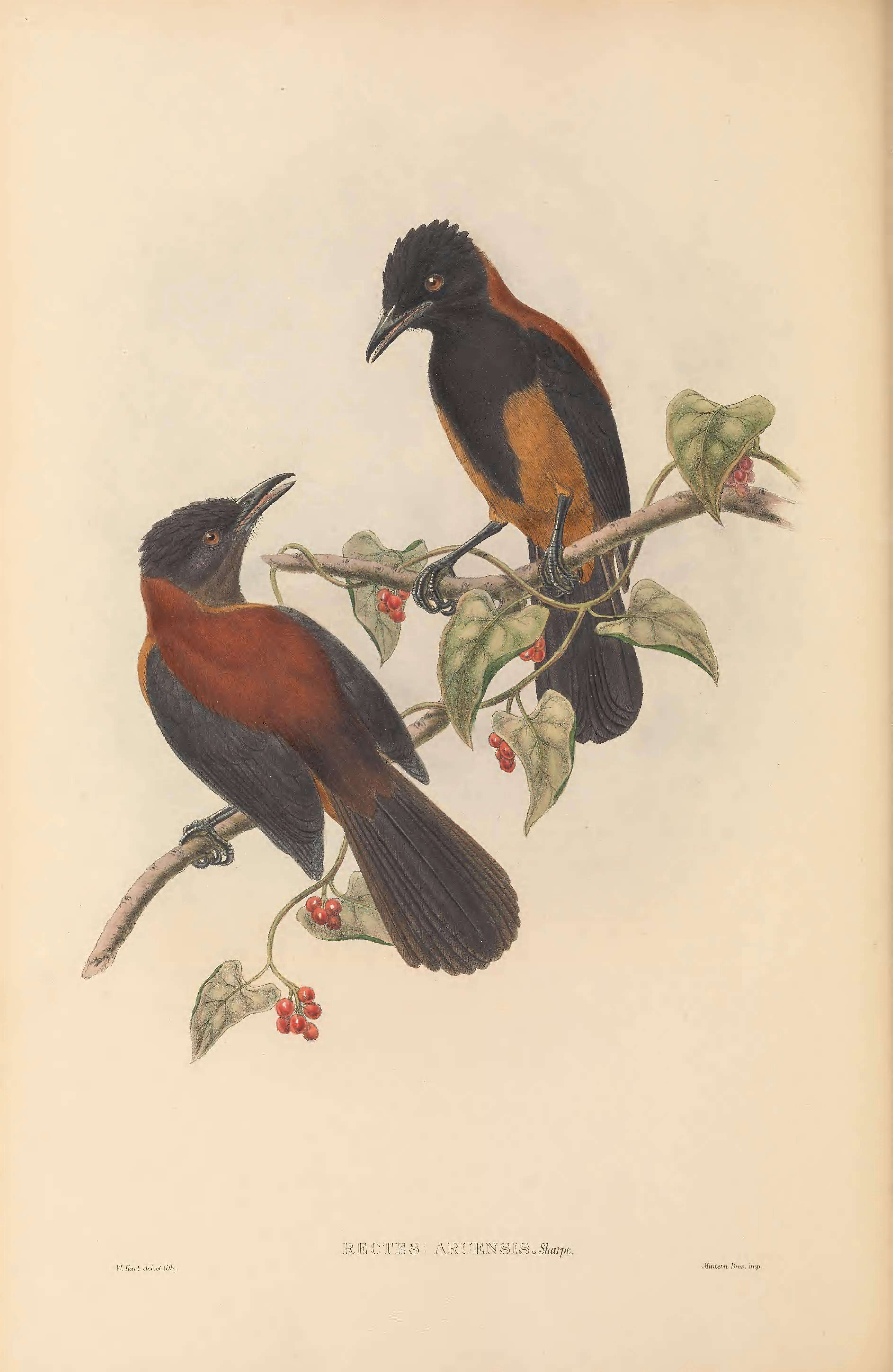 Pitohui uropygialis (Gray & GR 1862)的圖片