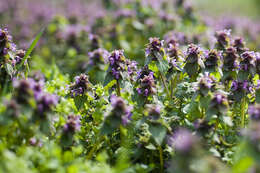 Image of purple archangel