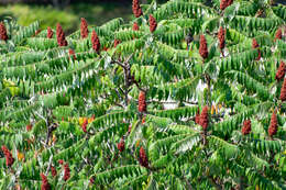 Image of staghorn sumac