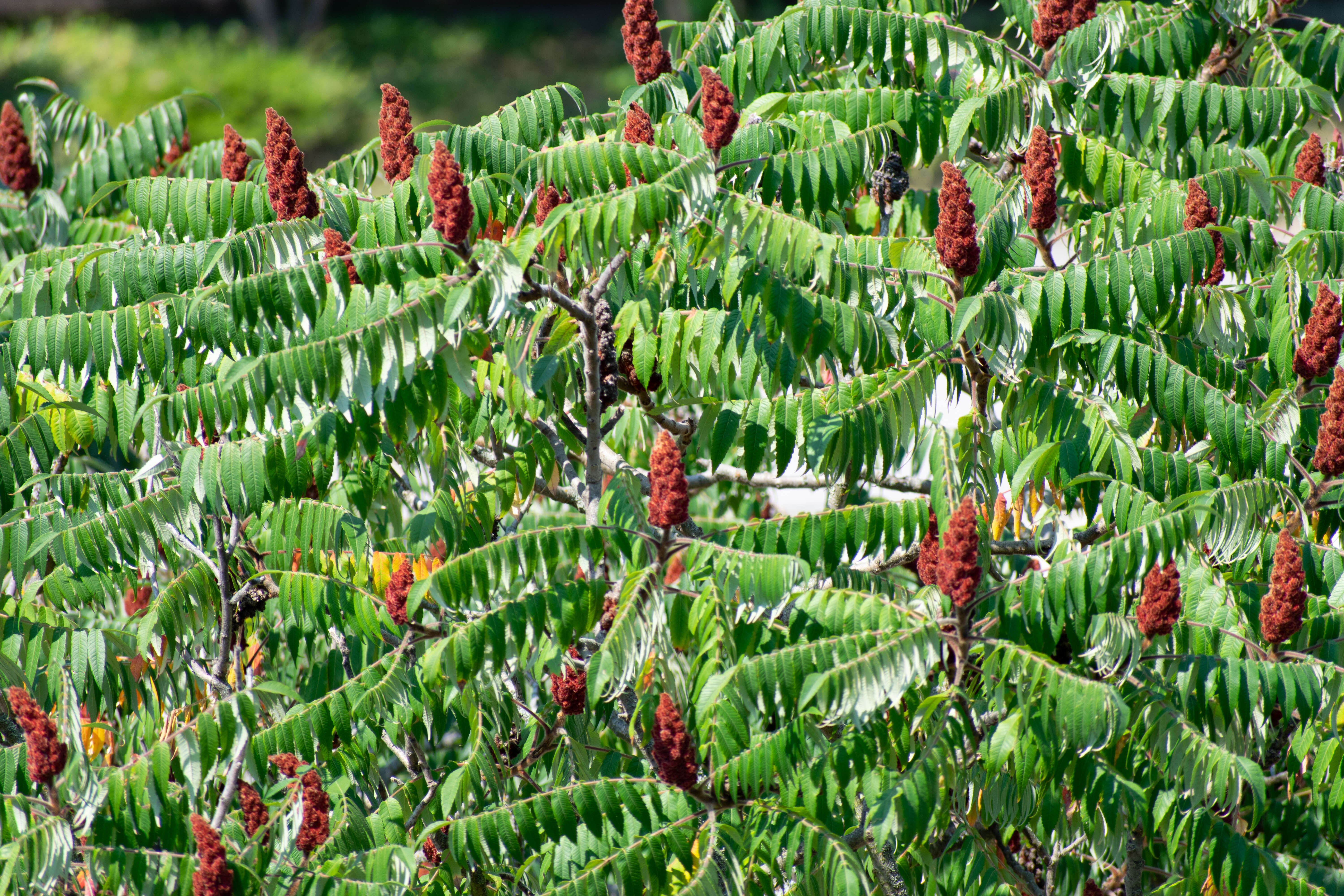 Image de Sumac vinaigrier