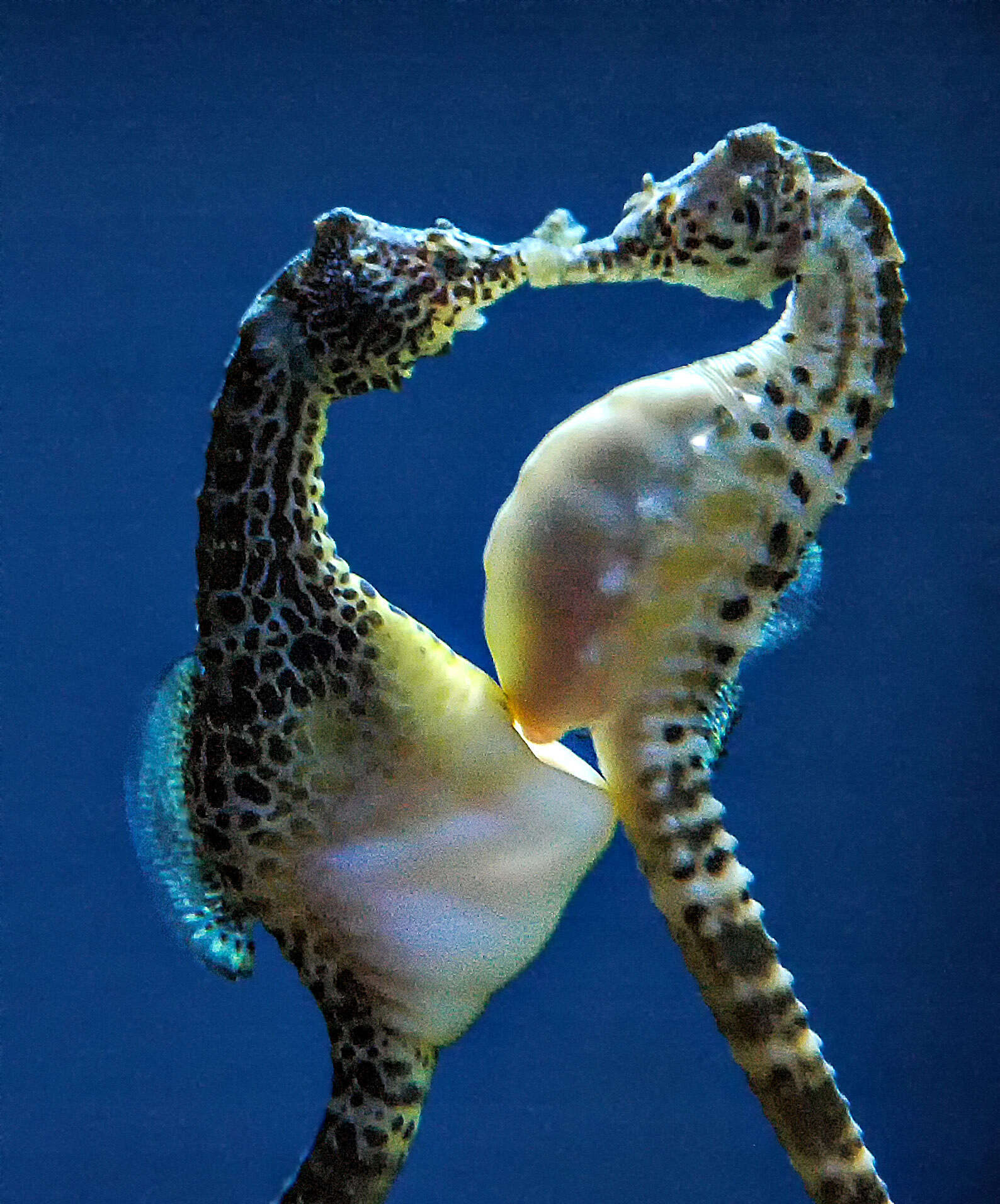 Image of Big-belly Seahorse