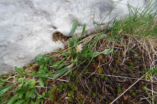 Image of oneflower fleabane