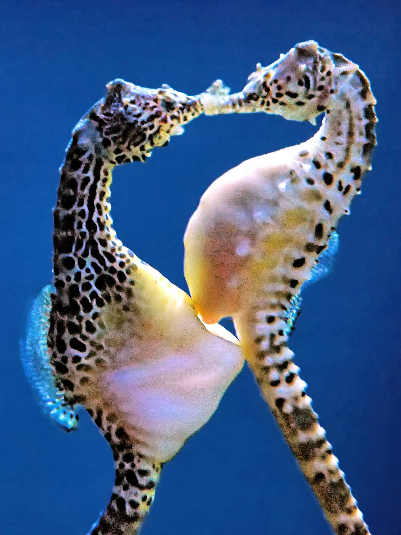 Image of Big-belly Seahorse