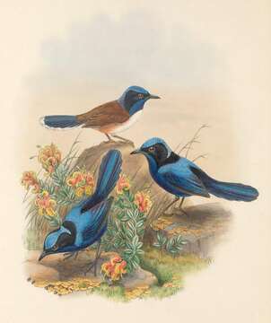 Image of Emperor Fairywren