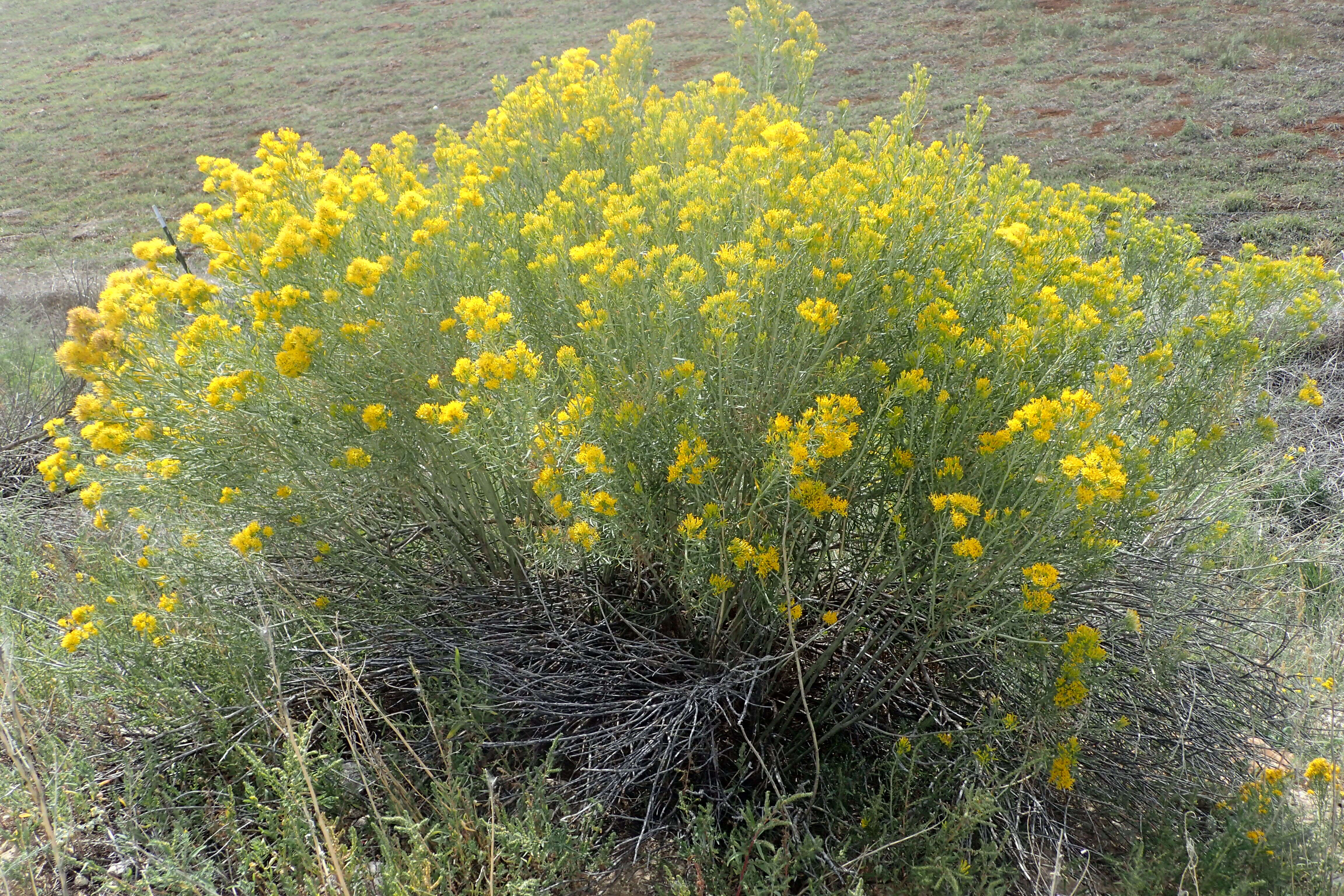 Image of rubber rabbitbrush