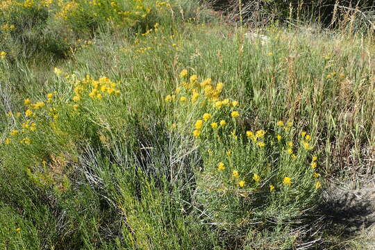 Image of rubber rabbitbrush