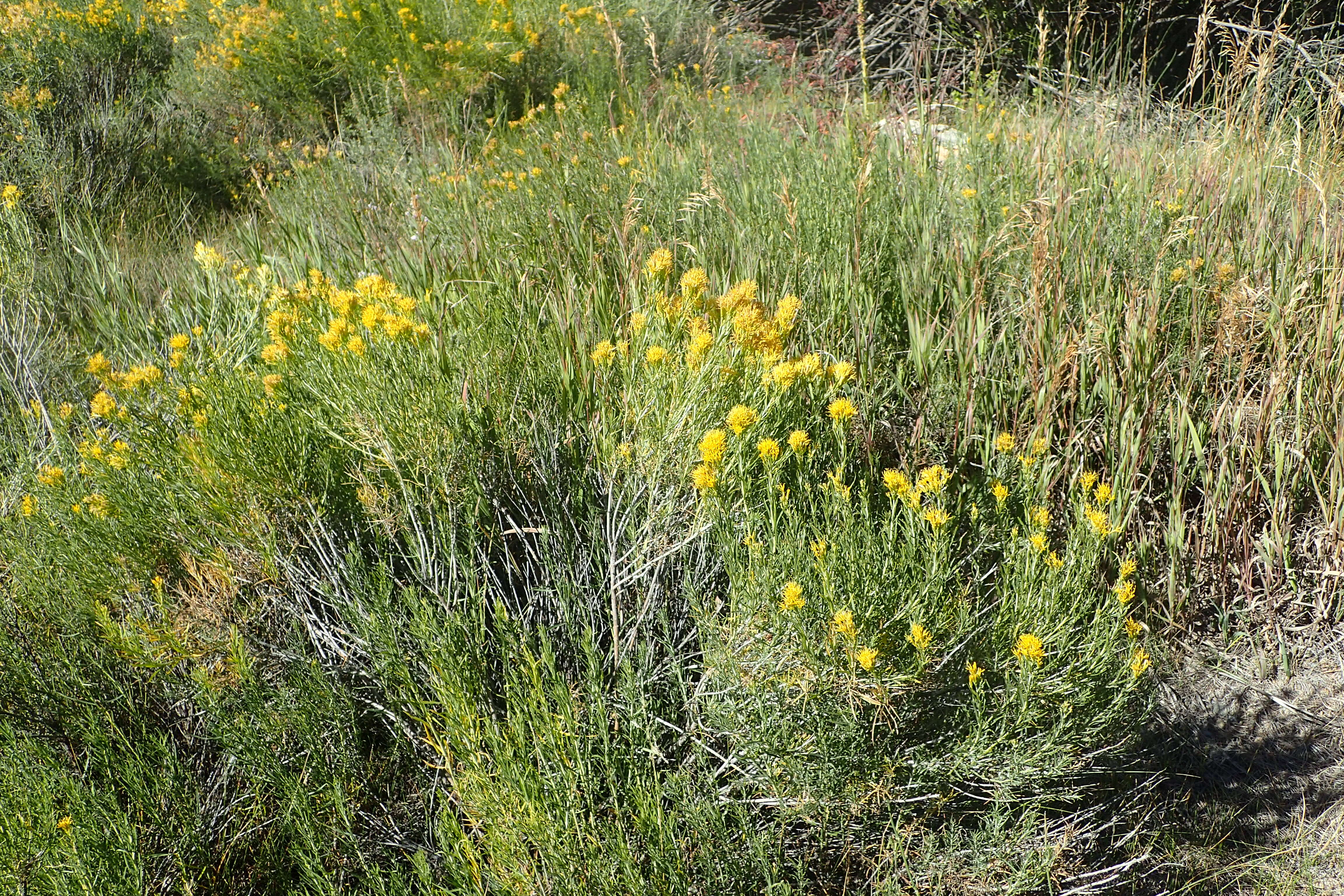 Image de Ericameria nauseosa (Pall. ex Pursh) G. L. Nesom & G. I. Baird