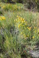 Image de Ericameria nauseosa (Pall. ex Pursh) G. L. Nesom & G. I. Baird