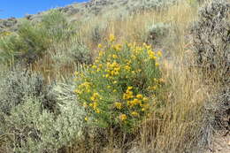 Image de Ericameria nauseosa (Pall. ex Pursh) G. L. Nesom & G. I. Baird