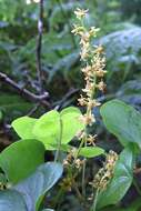 Image of Dioscorea sylvatica Eckl.