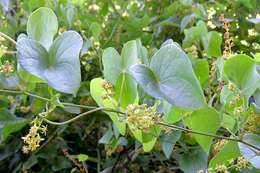 Image of Dioscorea sylvatica Eckl.