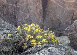 Imagem de Heterotheca villosa (Pursh) Shinners